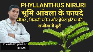 भूमि आंवला के फायदे Phyllanthus Niruri  kidney stones Hepatomegali hepatitis jaundice [upl. by Karb]