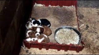 BBC Wales Investigates Inside the UKs Puppy Farm Capital BBC Documentary 2019 [upl. by Leler]