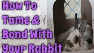 BudgetBunny How To Tame amp Bond With Your Rabbit [upl. by Ursa]