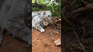 Why Does ChangAn Like Twigs So Much🌿😊  Chef Cat Daily Life tiktok shorts [upl. by Aiahc]