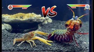 Mantis Shrimp VS Giant Crawfish [upl. by Gnoht]