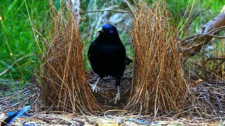 Satin Bowerbird courtship behavior 4K [upl. by Nagem266]