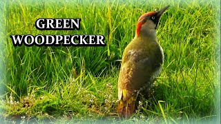 European GREEN WOODPECKER Foraging for Ants 🐜 Yaffle Picus viridis [upl. by Panayiotis383]