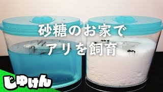 夏の自由研究「蟻の巣を全部砂糖にしたらどうなるの？」【飼育キット】【研究】 [upl. by Paolo]