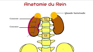 Anatomie du Rein [upl. by Bennet10]