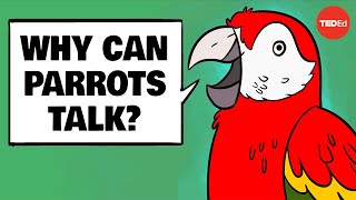 Why can parrots talk  Grace SmithVidaurre and Tim Wright [upl. by Eceirehs]