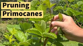 🍇 Master the Art of Pruning Blackberries ✂ Expert Tips and Techniques pruningprimocanes [upl. by Waine]