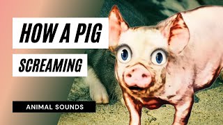 How A Pig Screaming and Squealing  Sound Effect  Animation [upl. by Indihar]