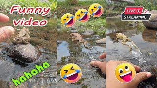 Catching frog funny make you laugh  funny animal video new  funny frog jumping [upl. by Notsek]