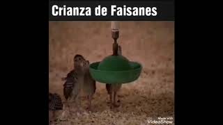 Granja de faisanes  crianza de faisanes  Pheasant farm  pheasant breeding [upl. by Humble]