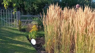 My go to ornamental grass [upl. by Dag]