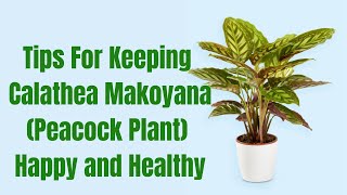 Tips for Keeping Your Peacock Plant Calathea Makoyana Happy and Healthy [upl. by Ruthie660]