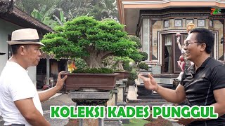 quotANTING PUTRIquot BETAH DISINI MELIHAT KOLEKSI BONSAINYA [upl. by Meid787]