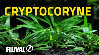 Species Spotlight  Cryptocoryne [upl. by Asilenna]