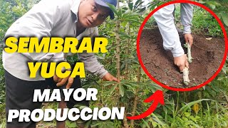 Cómo SEMBRAR YUCA Forma CORRECTA para tener  Mayor Producción [upl. by Chucho822]