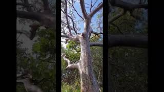 Gumbo Limbo tree Florida East Coast shorts [upl. by Mcgraw934]