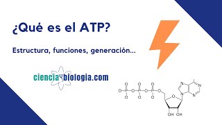 ¿Qué es el ATP 🔋⚡️¿Qué FUNCIONES tiene ¿Cómo se forma el ATP [upl. by Yojenitsirk]