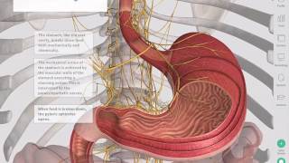 The GastroIntestinal Tract  Complete Anatomy [upl. by Anatnom]