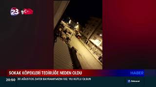 SOKAK KÖPEKLERİ TEDİRLİĞE NEDEN OLDU  TUTTUĞU BALIĞI KALDIRAMADI  KAPANA FARE DEĞİL YILAN TAKILDI [upl. by Janus665]