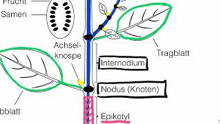 Sprossachse äussere Anatomie [upl. by Ameyn]