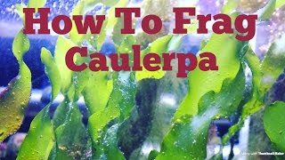 How to frag Caulerpa Macro Algae Anybody can do this [upl. by Valerye]