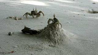 Crab Fight [upl. by Haden]