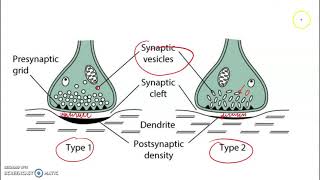 Diversi tipi di sinapsi chimiche [upl. by Airpal473]