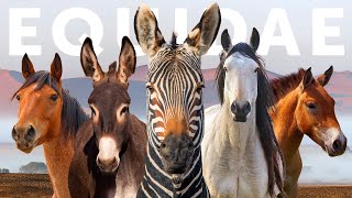 All 9 Equid Species amp 9 Beautiful quotWildquot Horses [upl. by Aleibarg]