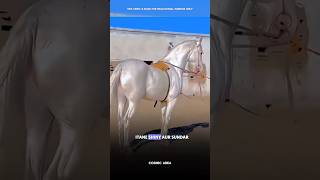 Akhal Teke Horse 😨 sciencefacts facts shorts [upl. by Abocaj]