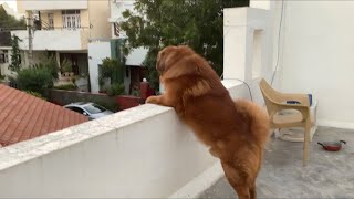 Tibetan Mastiff Barking  India [upl. by Adnahsal]