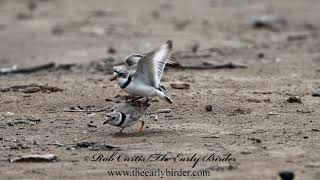 PIPING PLOVER courting mating nesting Charadrius melodus [upl. by Rimisac]