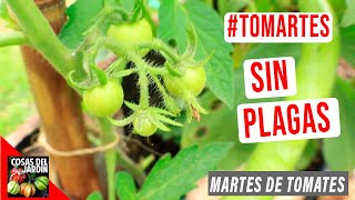 COMO HAGO PARA NO TENER PLAGAS EN MIS TOMATES  TOMARTES EP15 [upl. by Carmella]