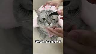 【布丁仔和泡芙妹的一天】对付手欠猫最好的方式就是！以牙还牙！比如把你打扮成不合群的样子！嘿嘿 [upl. by Yenwat40]