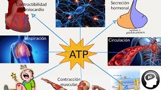 ATP adenosín trifosfato papel en el metabolismo [upl. by Birck717]