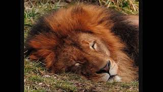 The lion sleeps tonight LongVersion 10 hours [upl. by Myrah]