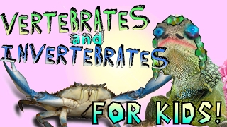 Learning About Vertebrates and Invertebrates [upl. by Borreri]