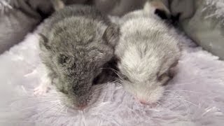 1day Old Chinchillas Playing [upl. by Sehguh297]