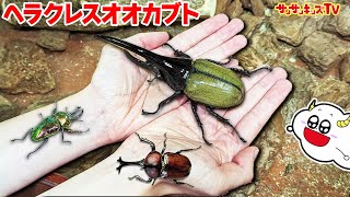 【昆虫】ヘラクレスオオカブトムシや虹色のクワガタがボロボロ獲れる場所！？ふれあいの森でレアな虫を大量捕獲！虫とり・おでかけ・生き物・子供向け知育教育★サンサンキッズTV★ [upl. by Atnicaj]