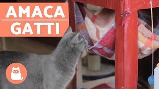 AMACA per gatti fai da te  MOLTO FACILE DA FARE [upl. by Enitsenre793]