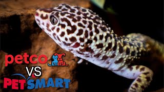 Petco VS Petsmart  Leopard Gecko Care Guides [upl. by Laughry98]