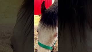 Hawk Training 5 viral horse horselover animals foal horsetraining shorts fyp youtube [upl. by Llerrac]