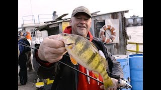 River Fishing Walleyes and GIANT Perch [upl. by Velasco]