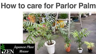 How to caer for Parlor Palm Chamaedorea elegans [upl. by Kieryt224]