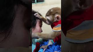 Very good animals monkey cat dog shorts [upl. by Oicirtap957]