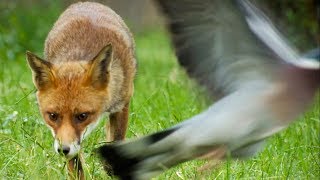 Are Foxes Getting Bolder  BBC Earth Explore [upl. by Adella]