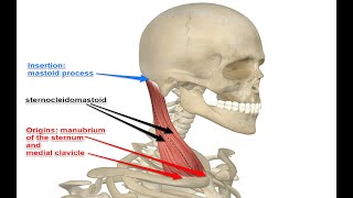 Two Minutes of Anatomy Sternocleidomastoid SCM Muscle [upl. by Lorsung]