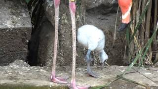 Baby Flamingos  Feeding [upl. by Yajet]