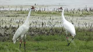 Whooping Crane Call [upl. by Enaywd]