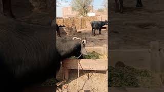 Buffalo 🦬 are cow are beautiful Sound ❤️ trending cuteanimal viralvideo funny funniestvideoaww [upl. by Barnum]