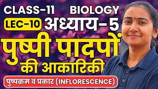 L10 पुष्पक्रम व प्रकार Inflorescence अध्याय5 पुष्पी पादपों की आकारिकी  Class11 Bio कक्षा11 [upl. by Eceinert]